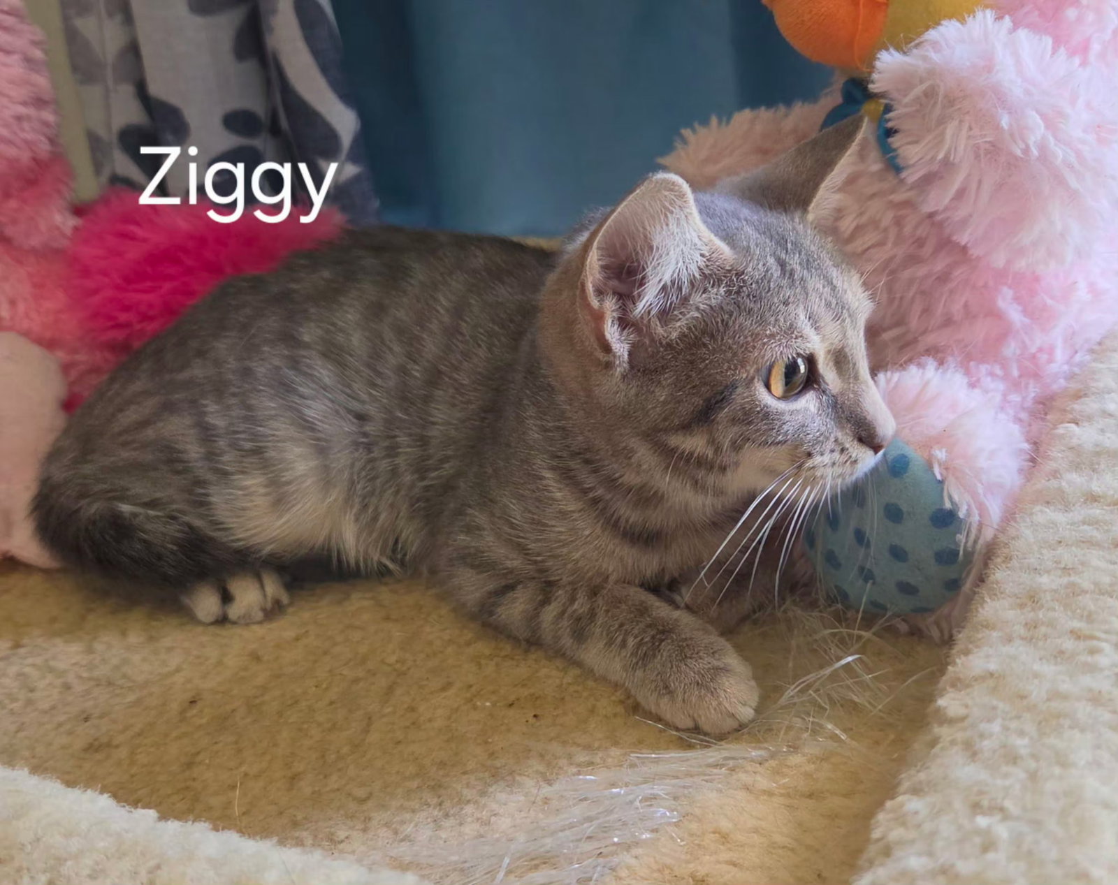 Ziggy, photo 2