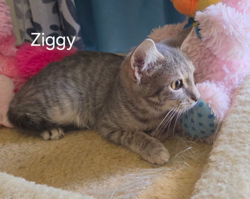 Photo 2 of Ziggy