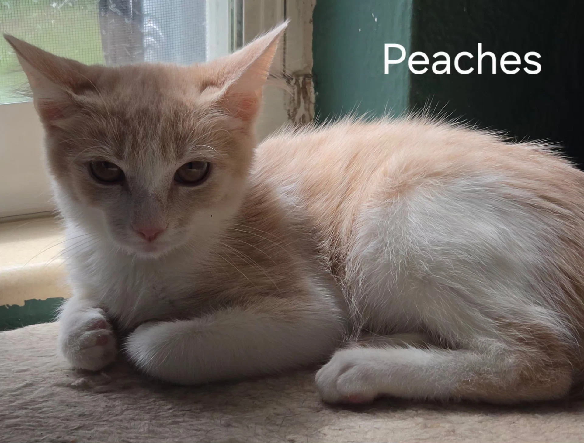 Peaches