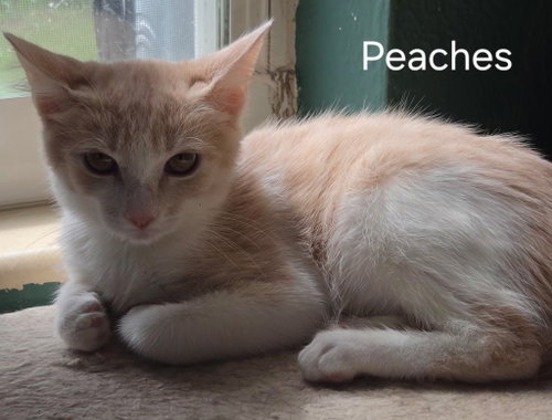 Peaches, a cat for adoption from C.A.T.S.-C.A.N., Inc.