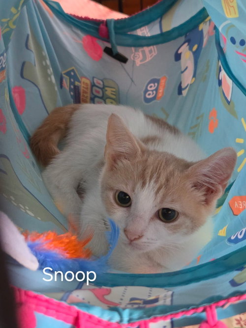Snoop, a cat for adoption from C.A.T.S.-C.A.N., Inc.