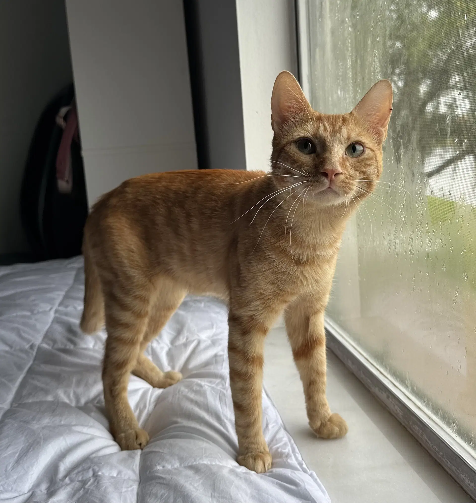 Rafi - Domestic Short Hair