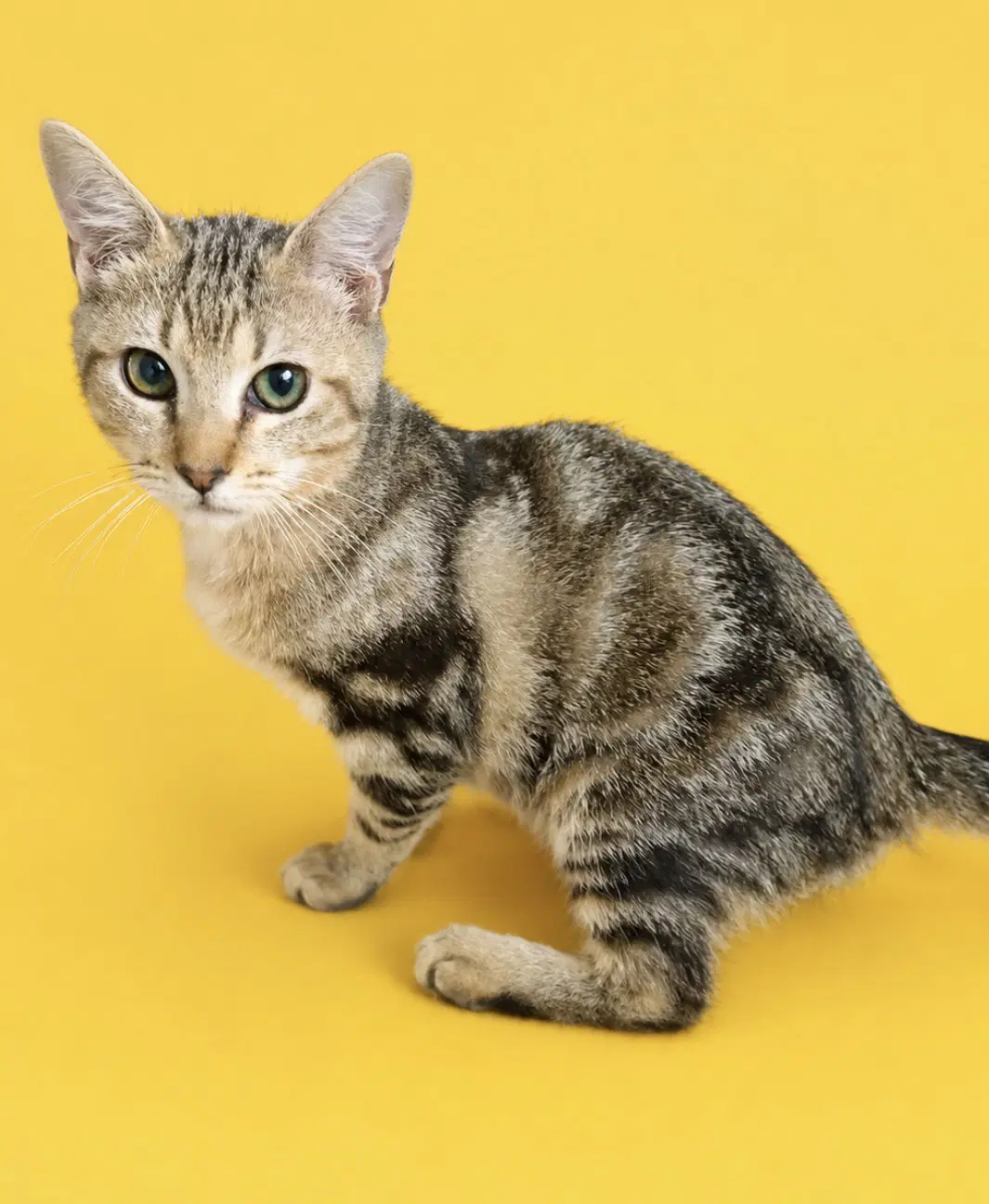 Mojito - Domestic Short Hair