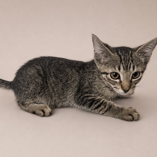 Mimosa, a cat for adoption from C.A.T.S.-C.A.N., Inc.