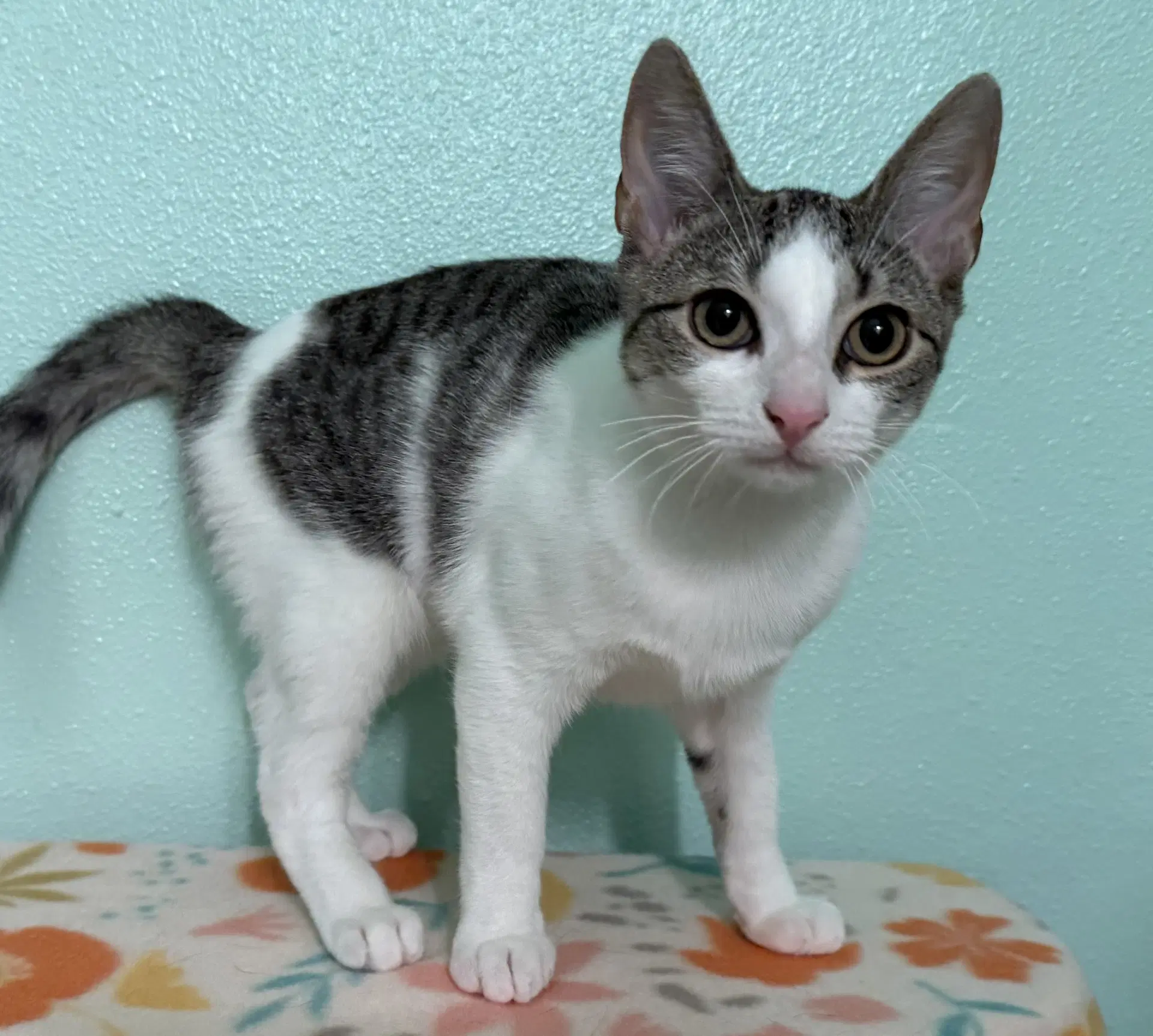 Echo - Domestic Short Hair