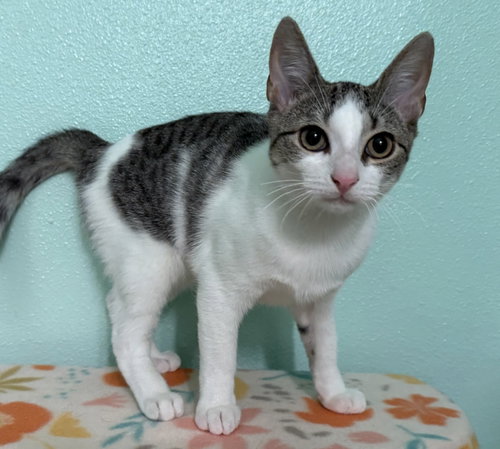 Echo, a cat for adoption from C.A.T.S.-C.A.N., Inc.