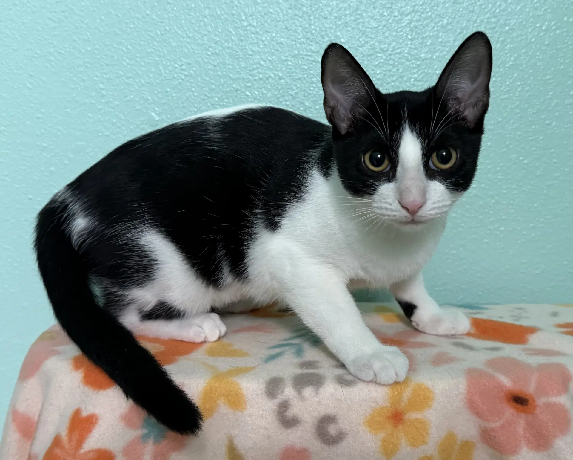 Sprite - Domestic Short Hair