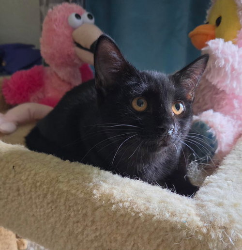 Jude, a cat for adoption from C.A.T.S.-C.A.N., Inc.