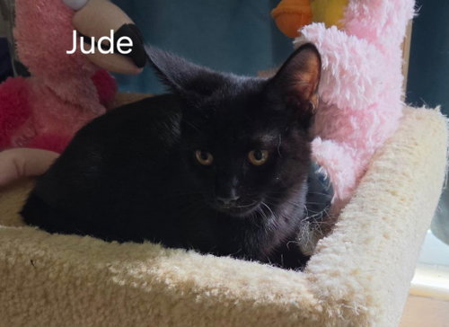 Photo 2 of Jude