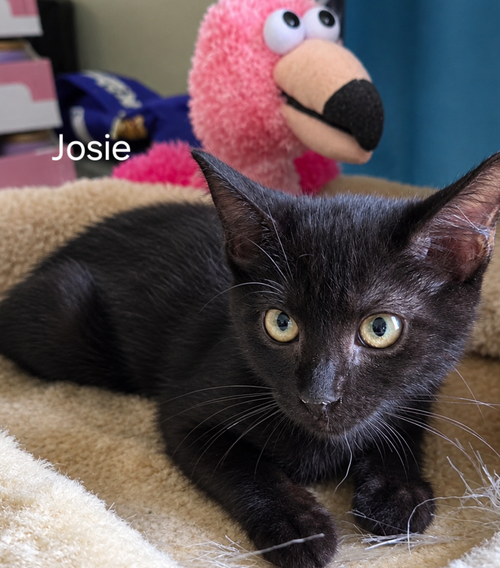 Josie, a cat for adoption from C.A.T.S.-C.A.N., Inc.