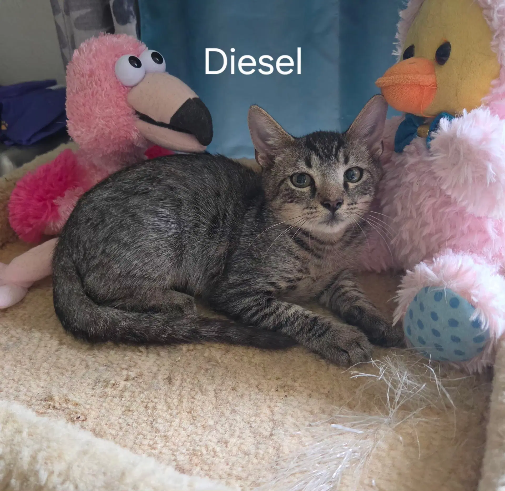 Dawson - Domestic Short Hair