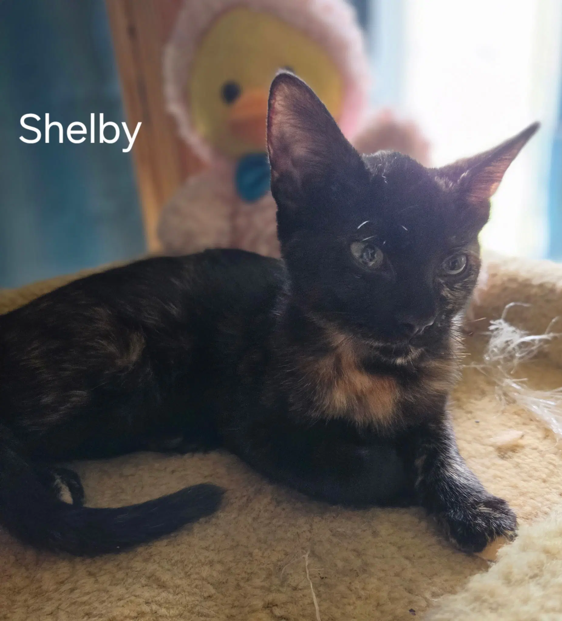 Shelby - Domestic Short Hair