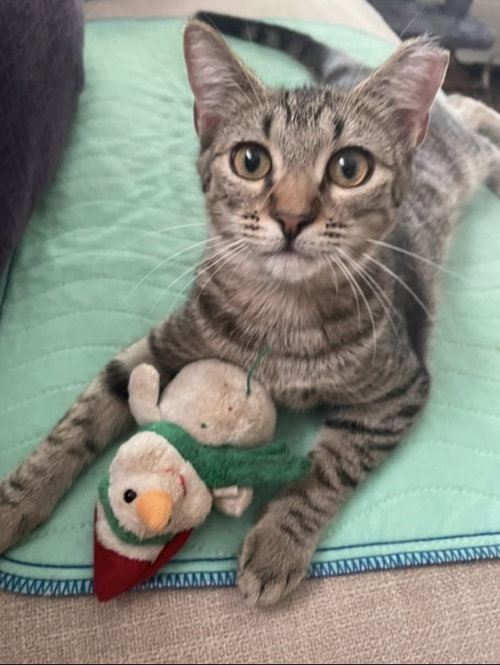 Rachel, a cat for adoption from C.A.T.S.-C.A.N., Inc.