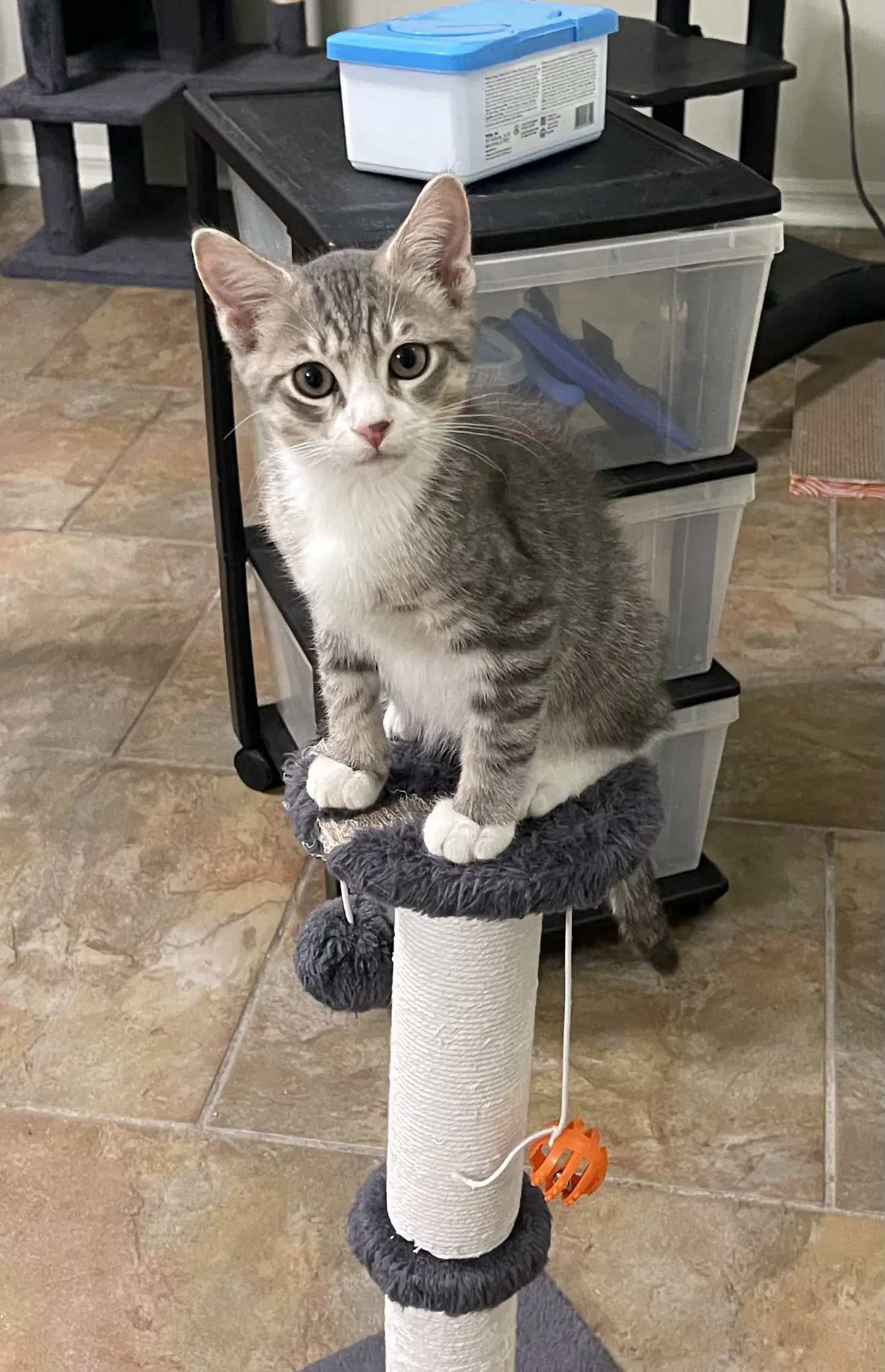 Finn - Domestic Short Hair