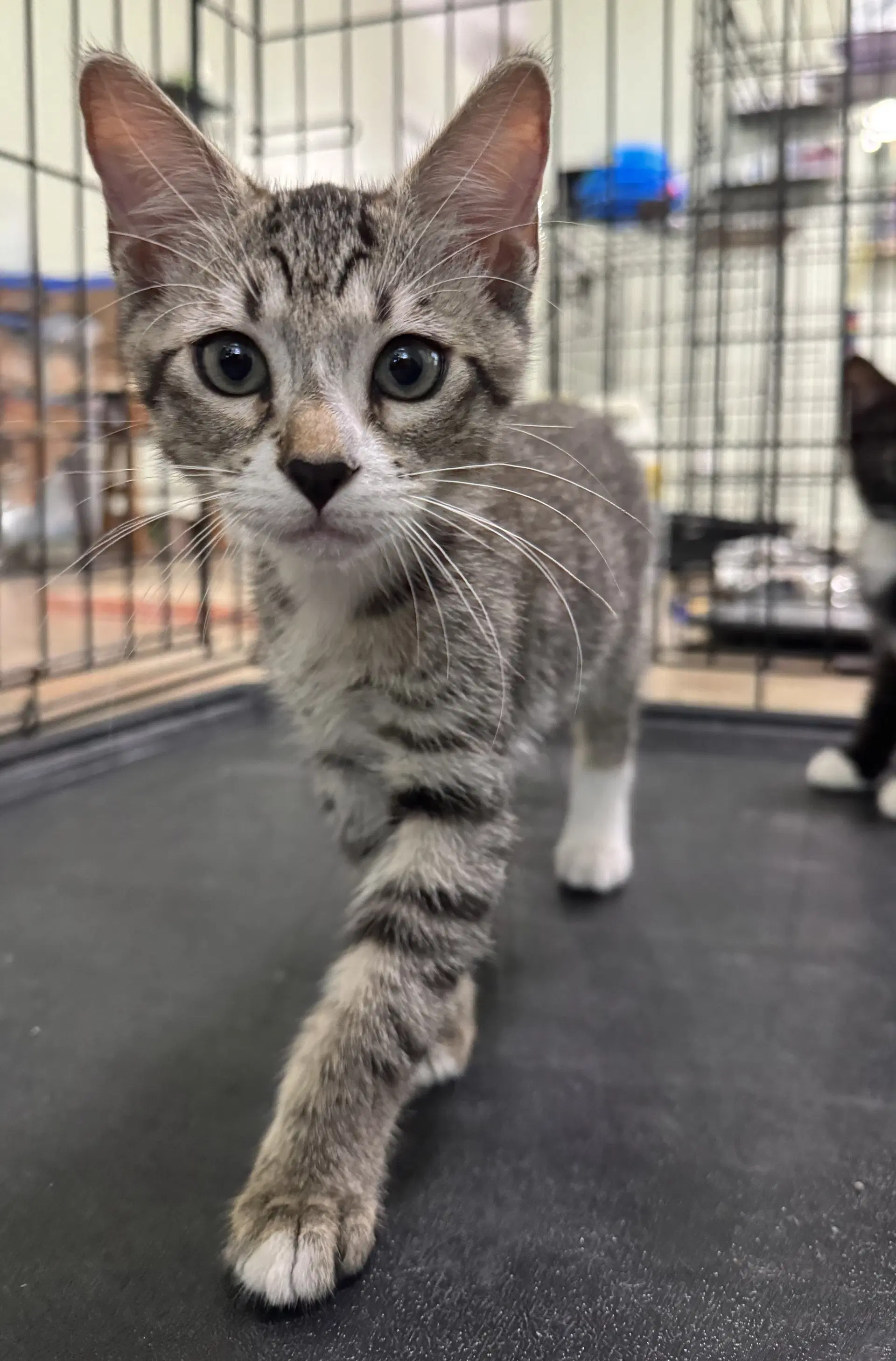 Maverick - Domestic Short Hair