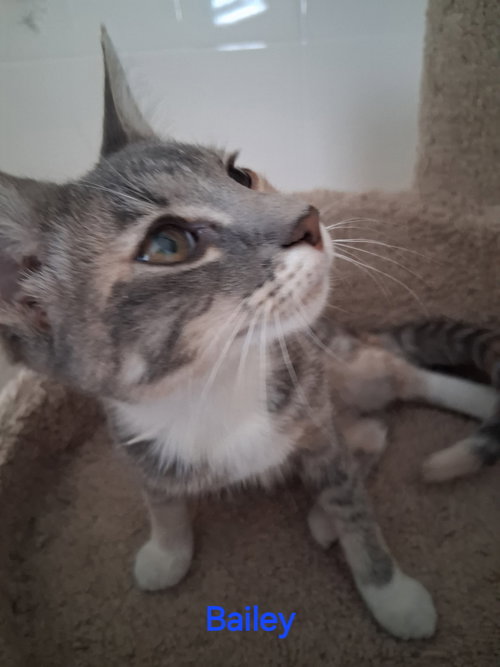 picture of the cat needing adoption