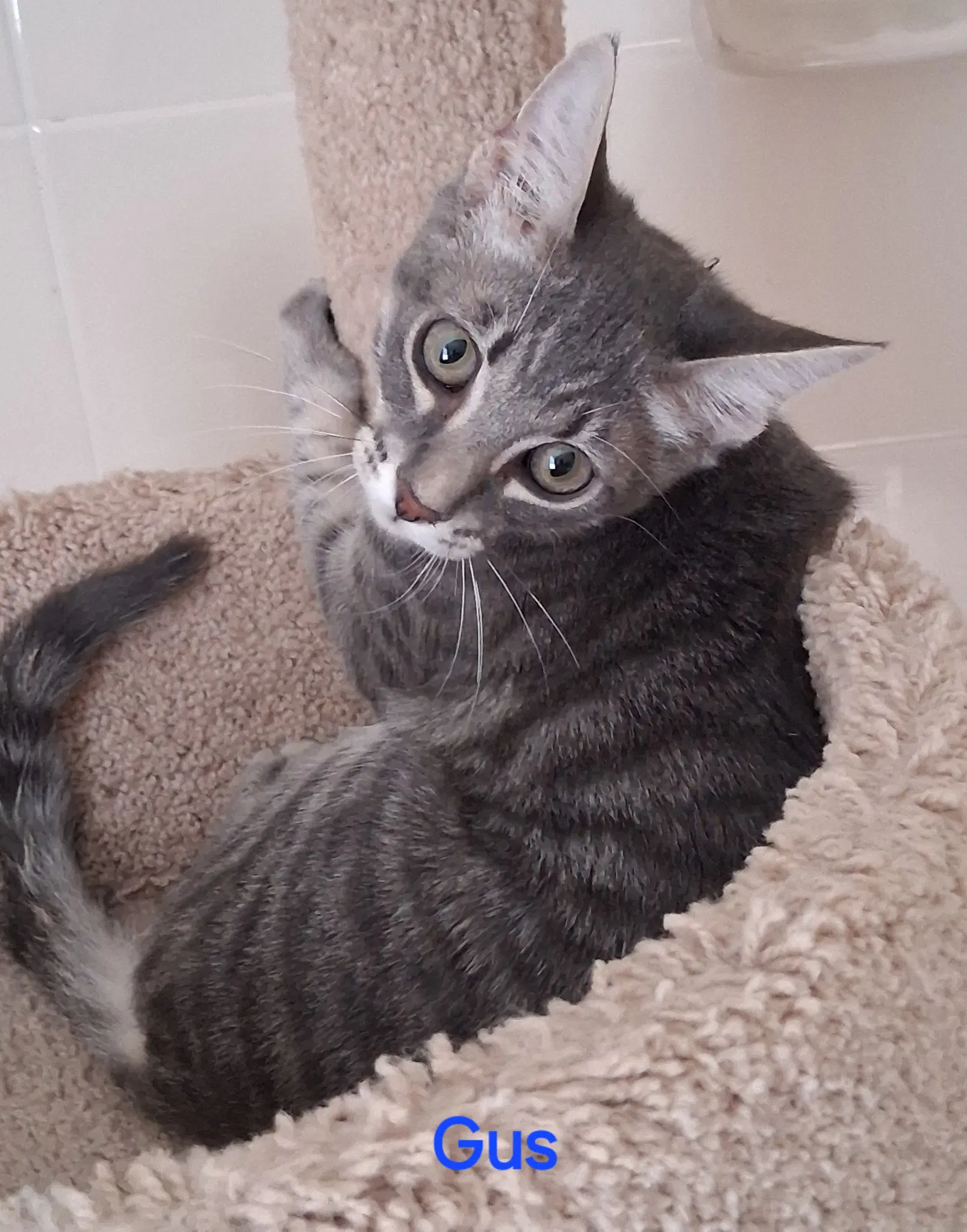 Gus - Domestic Medium Hair