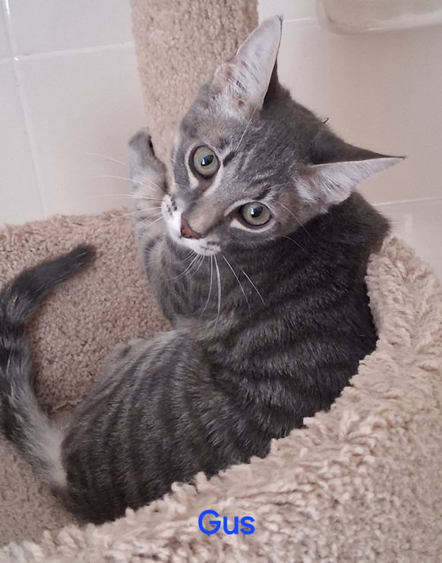 Gus, a cat for adoption from C.A.T.S.-C.A.N., Inc.