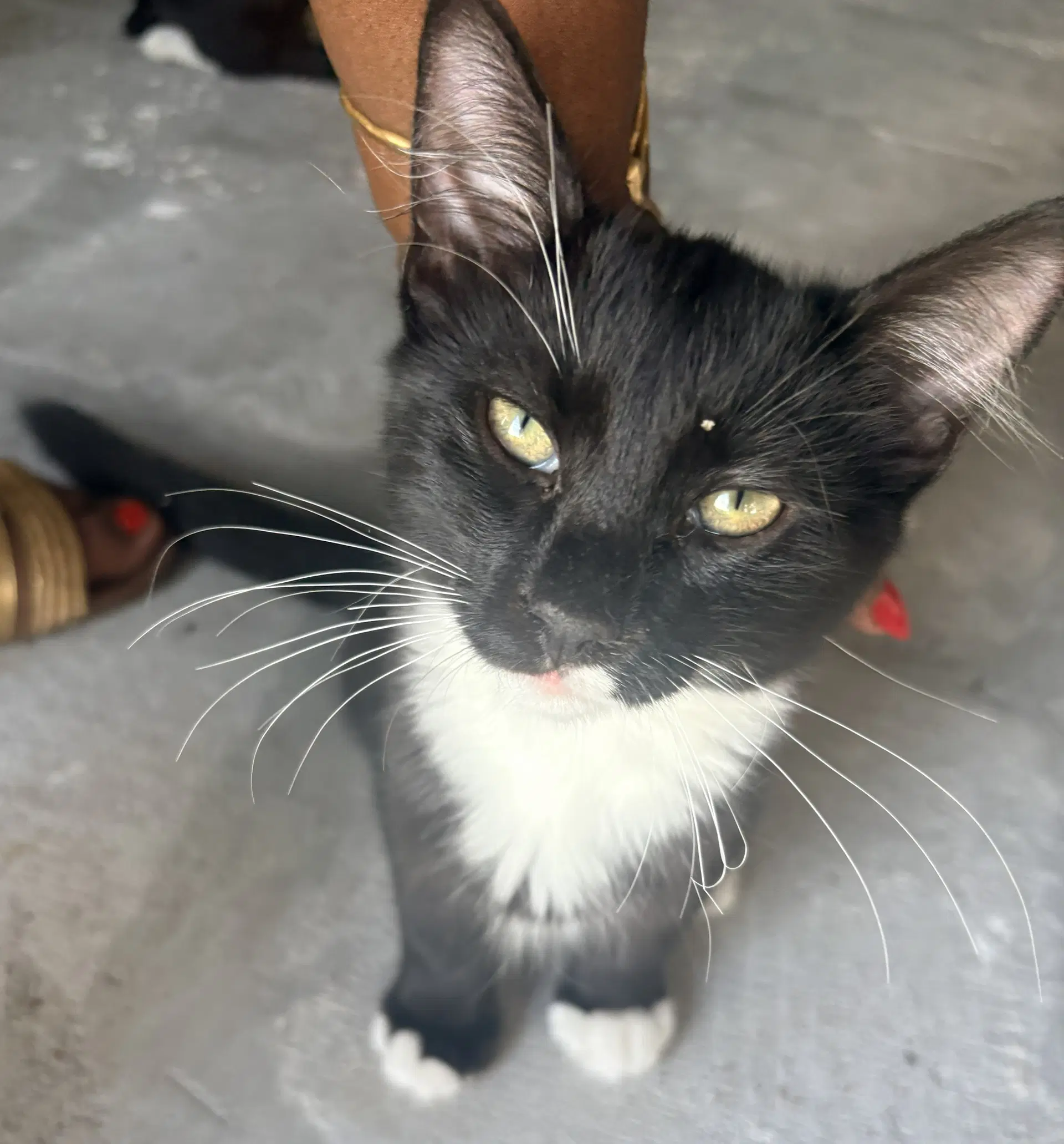 Bull Connor - Domestic Short Hair