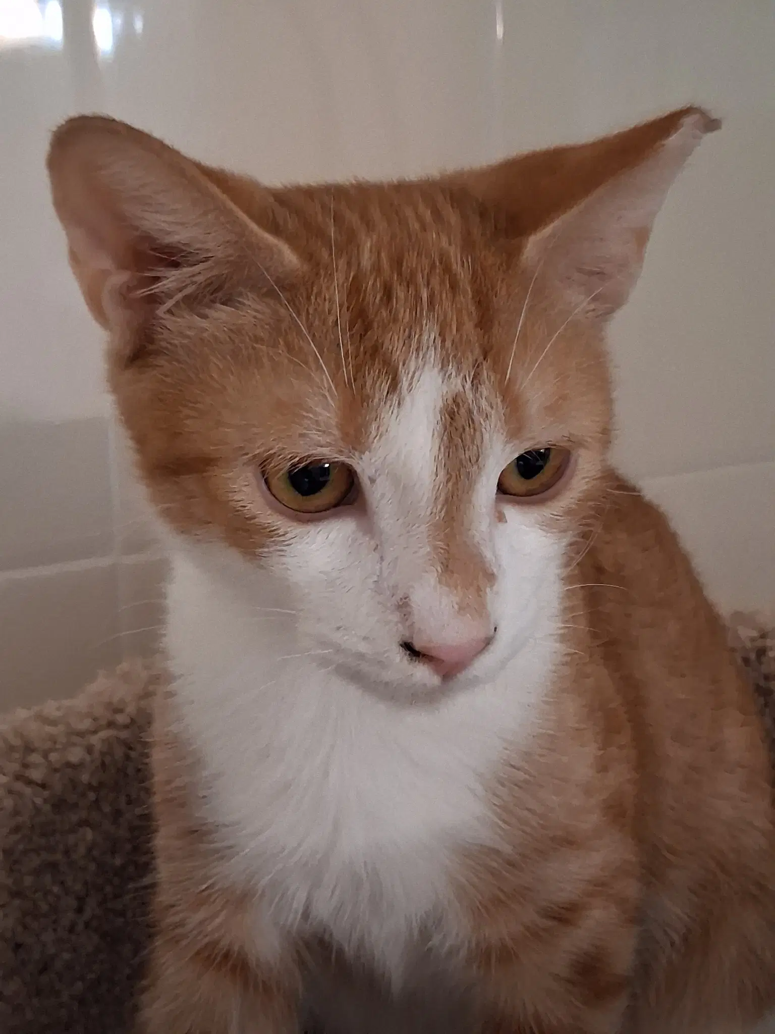 Walter - Domestic Short Hair