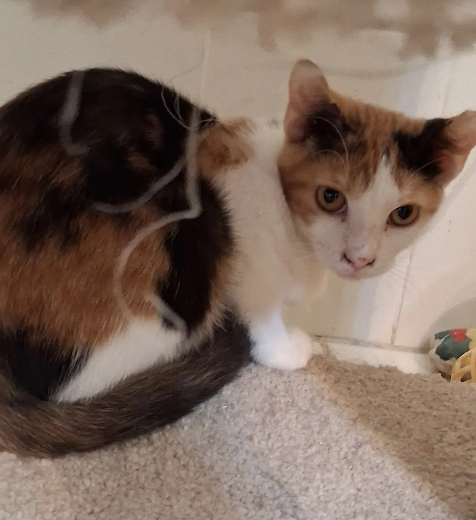 Scrappy - Domestic Short Hair
