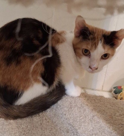 Scrappy, a cat for adoption from C.A.T.S.-C.A.N., Inc.