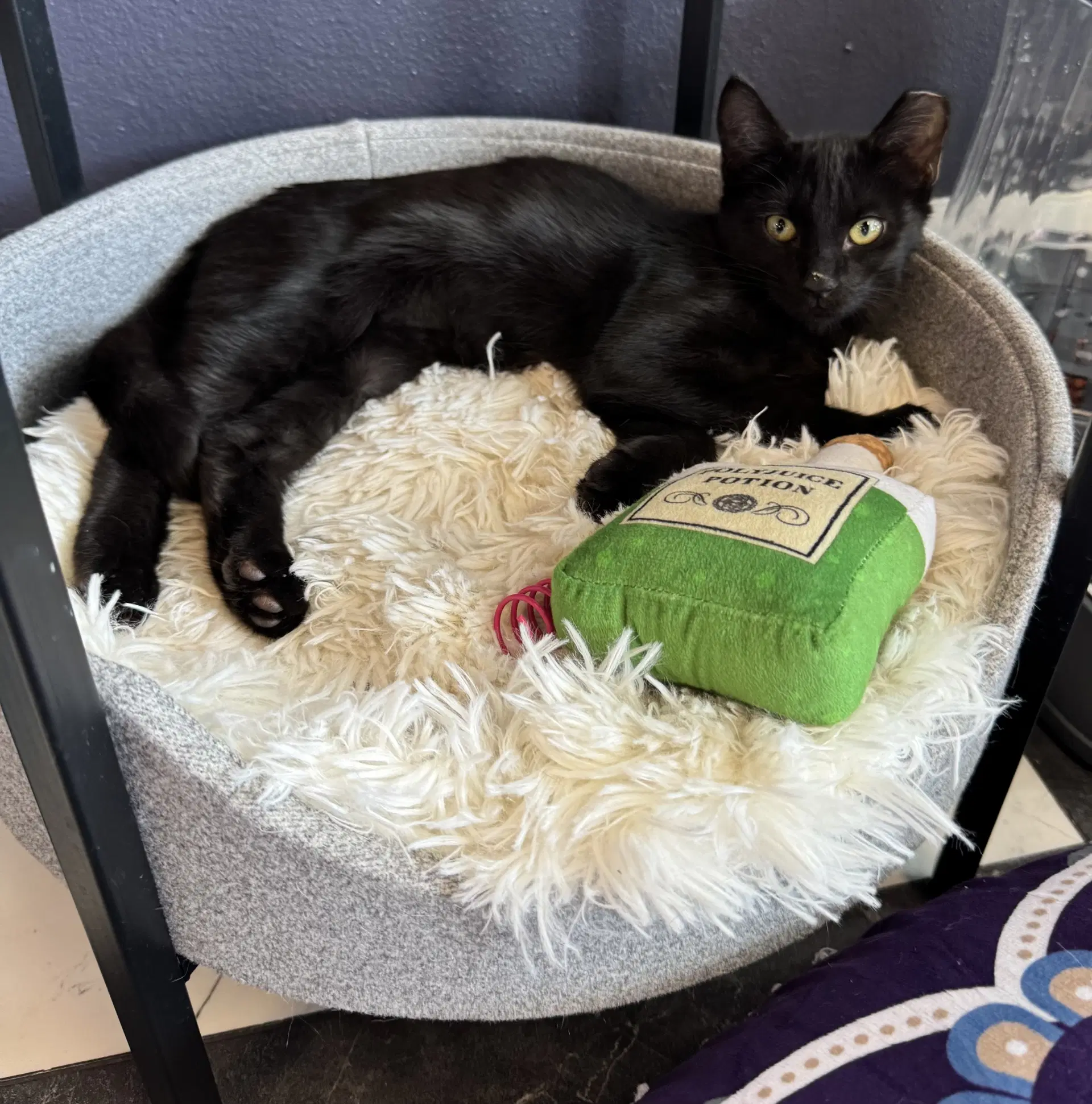 Raven - Domestic Short Hair