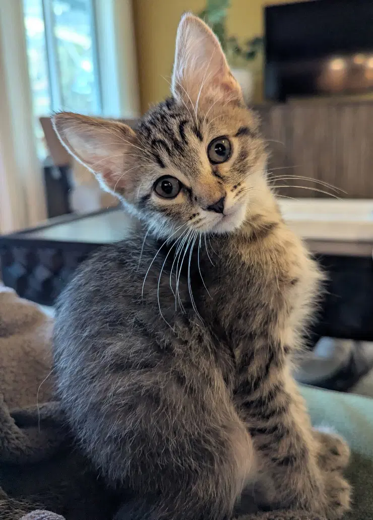 Lafayette - Domestic Short Hair