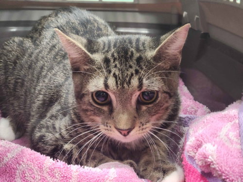Crackle, a cat for adoption from C.A.T.S.-C.A.N., Inc.