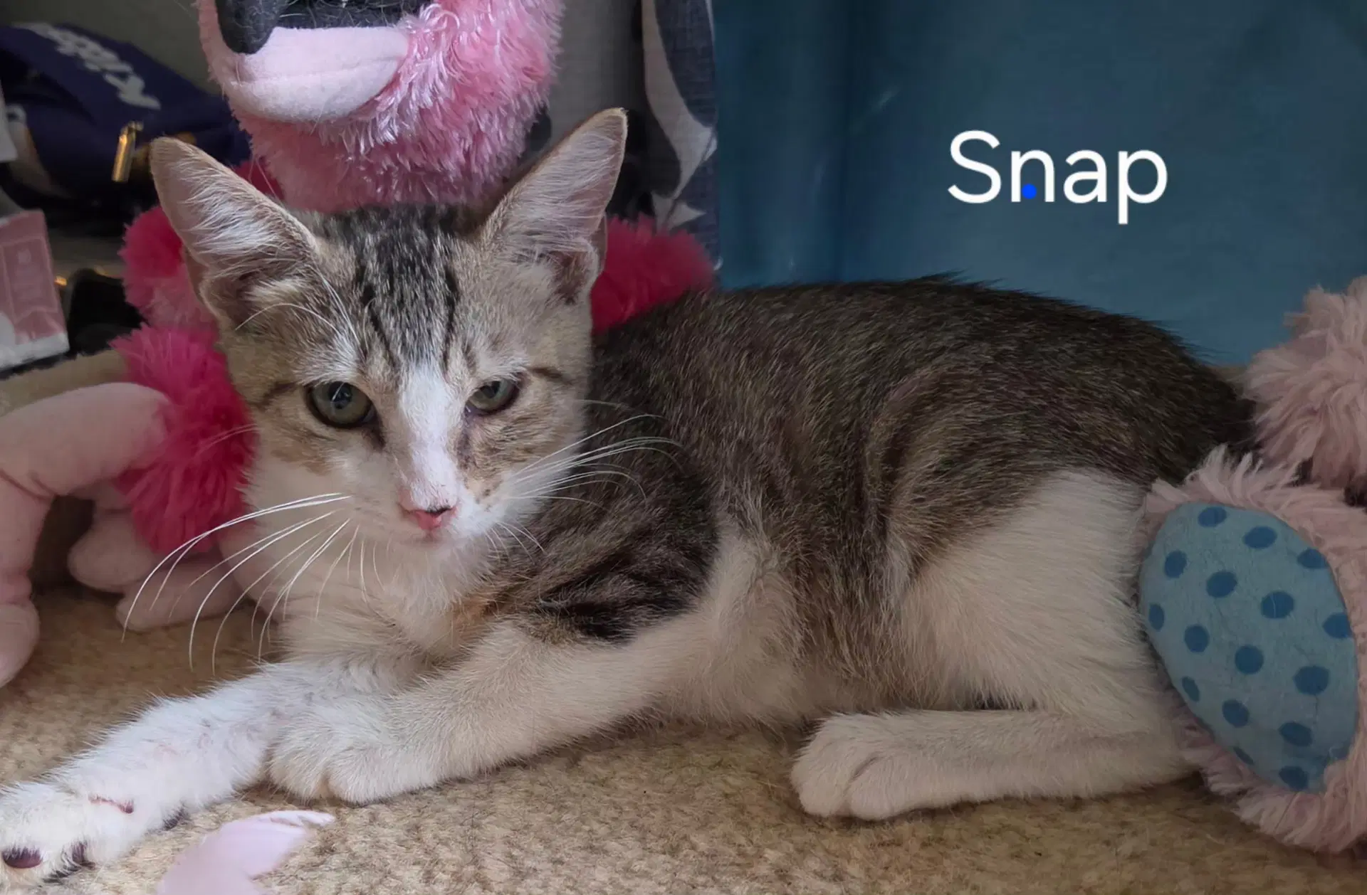 Snap image 1