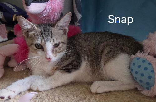 Snap, a cat for adoption from C.A.T.S.-C.A.N., Inc.
