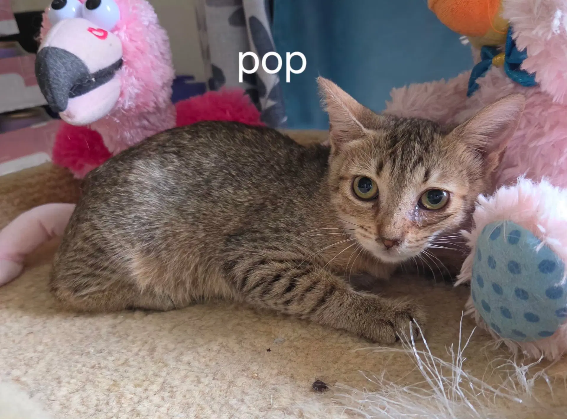 Pop - Domestic Short Hair