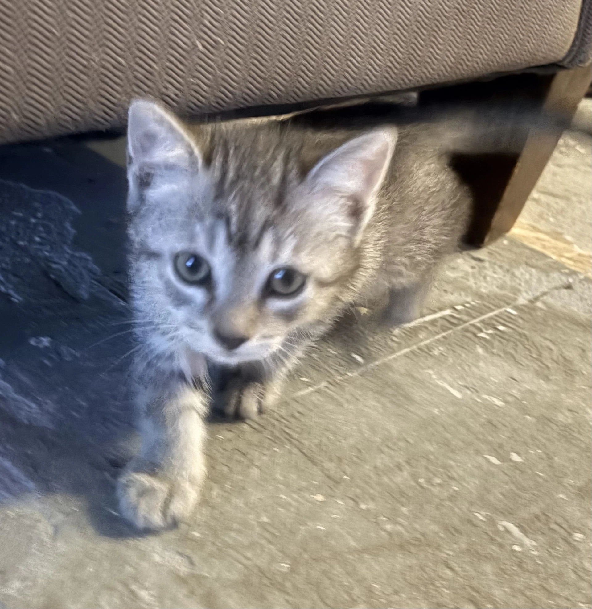 Nova