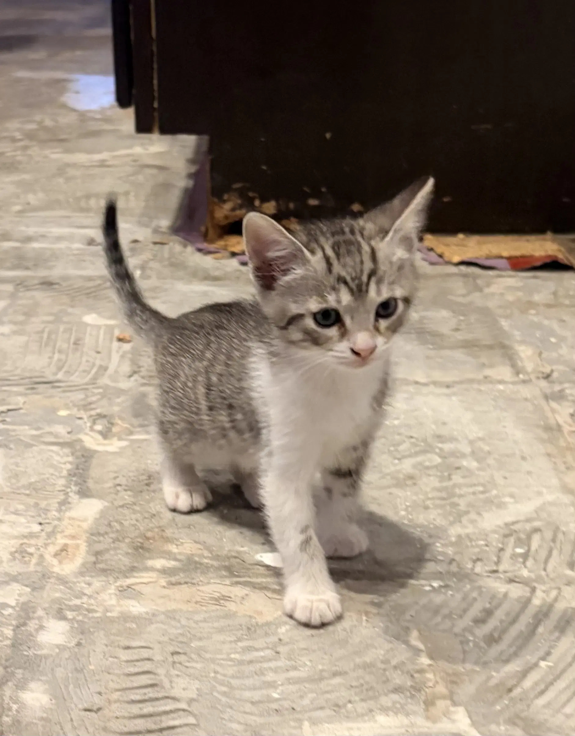 Orion - Domestic Short Hair