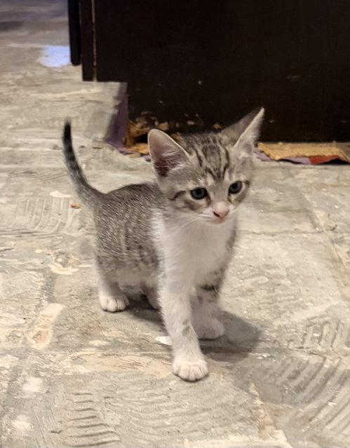 picture of the cat needing adoption