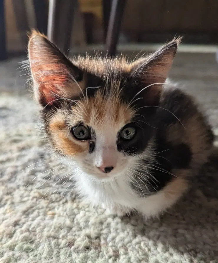 Schuyler - Domestic Short Hair
