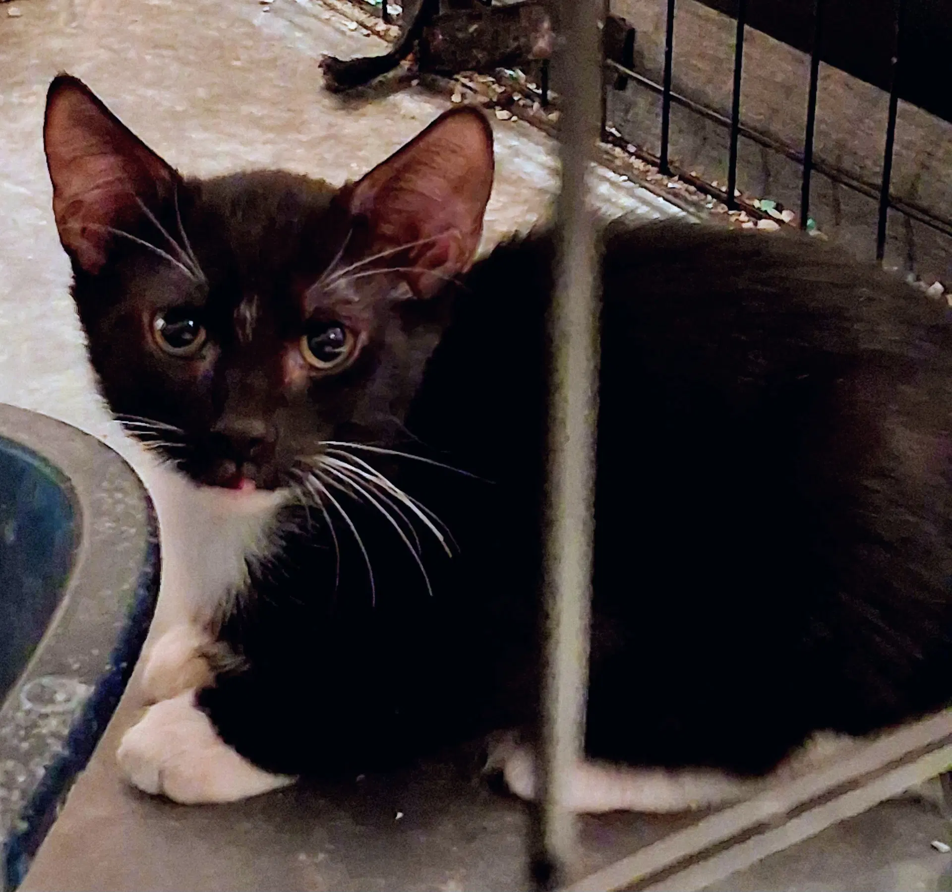 Bob - Domestic Short Hair