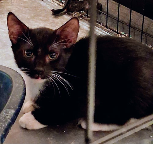 Bob, a cat for adoption from C.A.T.S.-C.A.N., Inc.