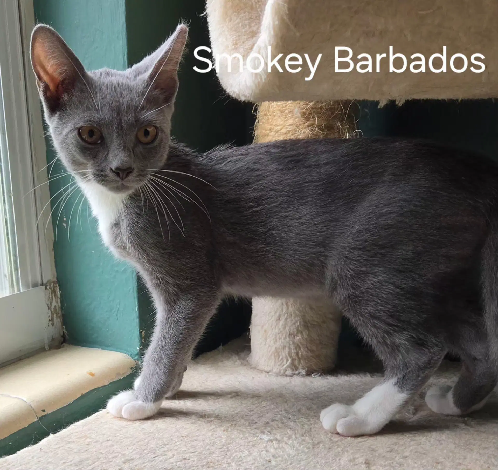 Smokey Barbados - Domestic Short Hair