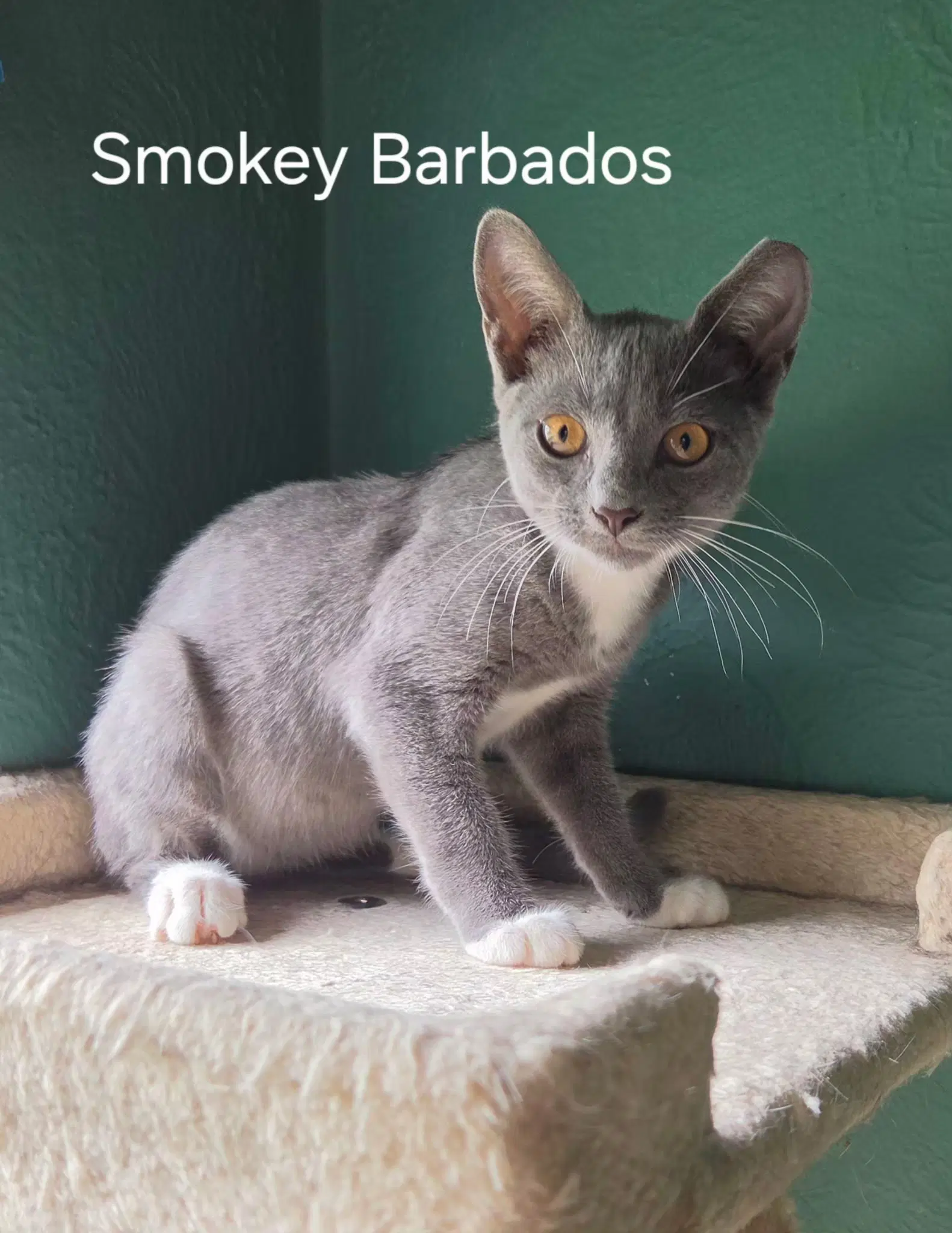 Smokey Barbados image 2