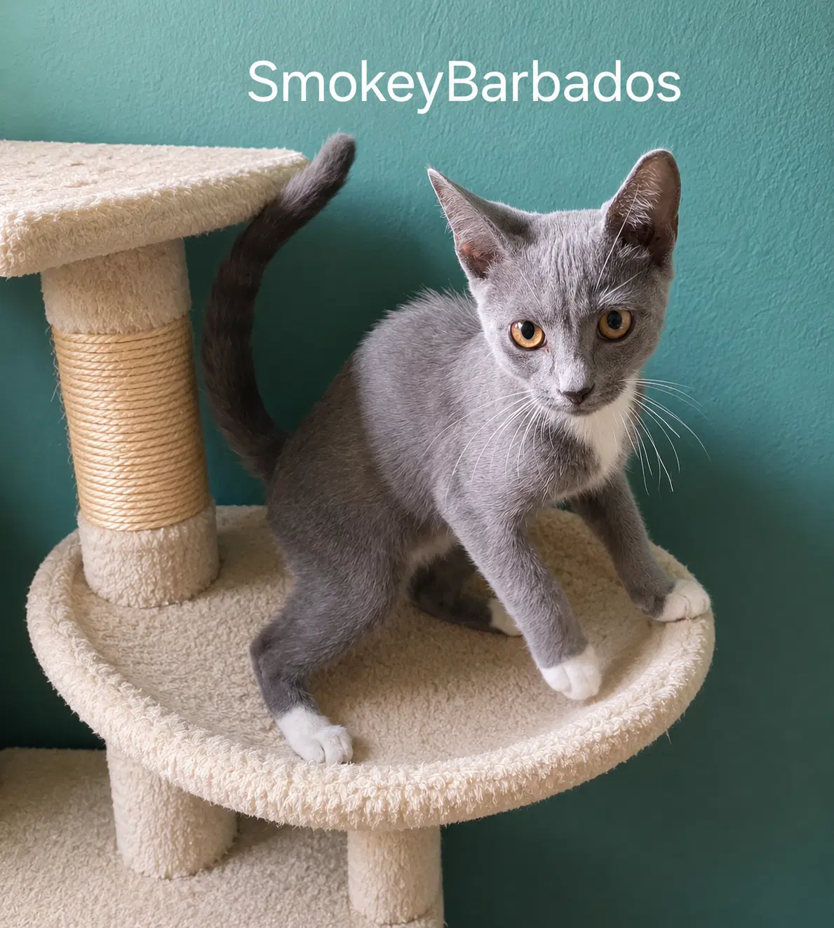 Smokey Barbados image 3