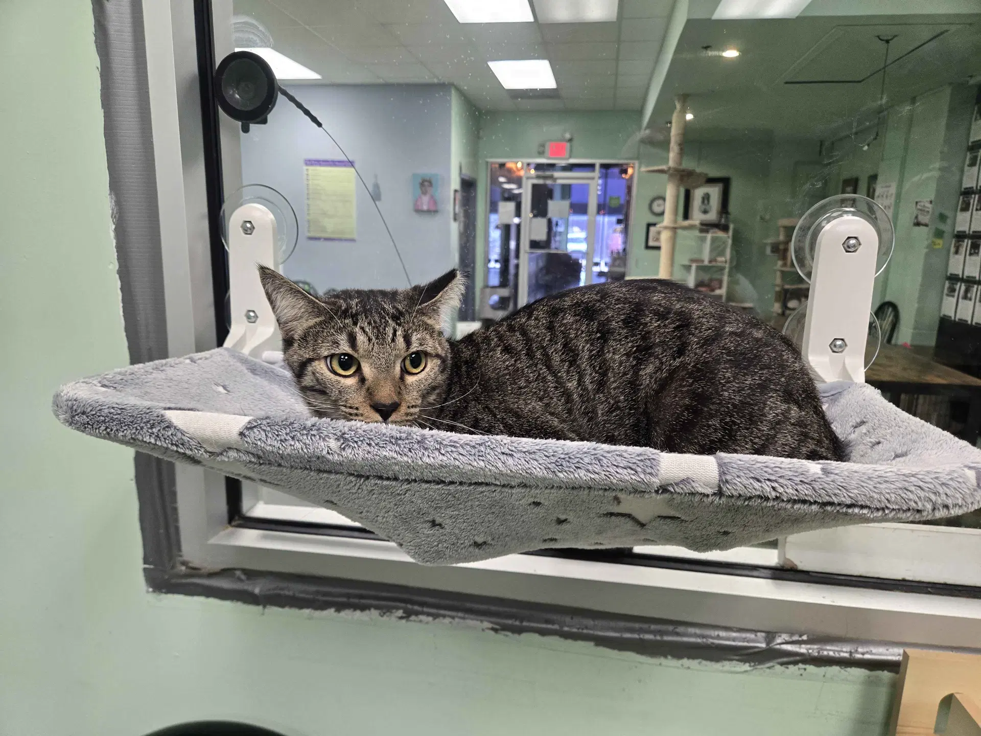 Ted - Domestic Short Hair