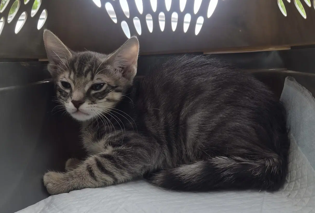 Archie - Domestic Short Hair