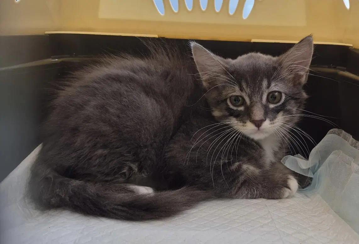 Wyatt - Domestic Short Hair