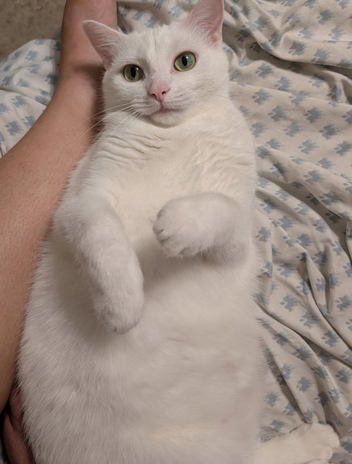Cassie, a cat for adoption from C.A.T.S.-C.A.N., Inc.