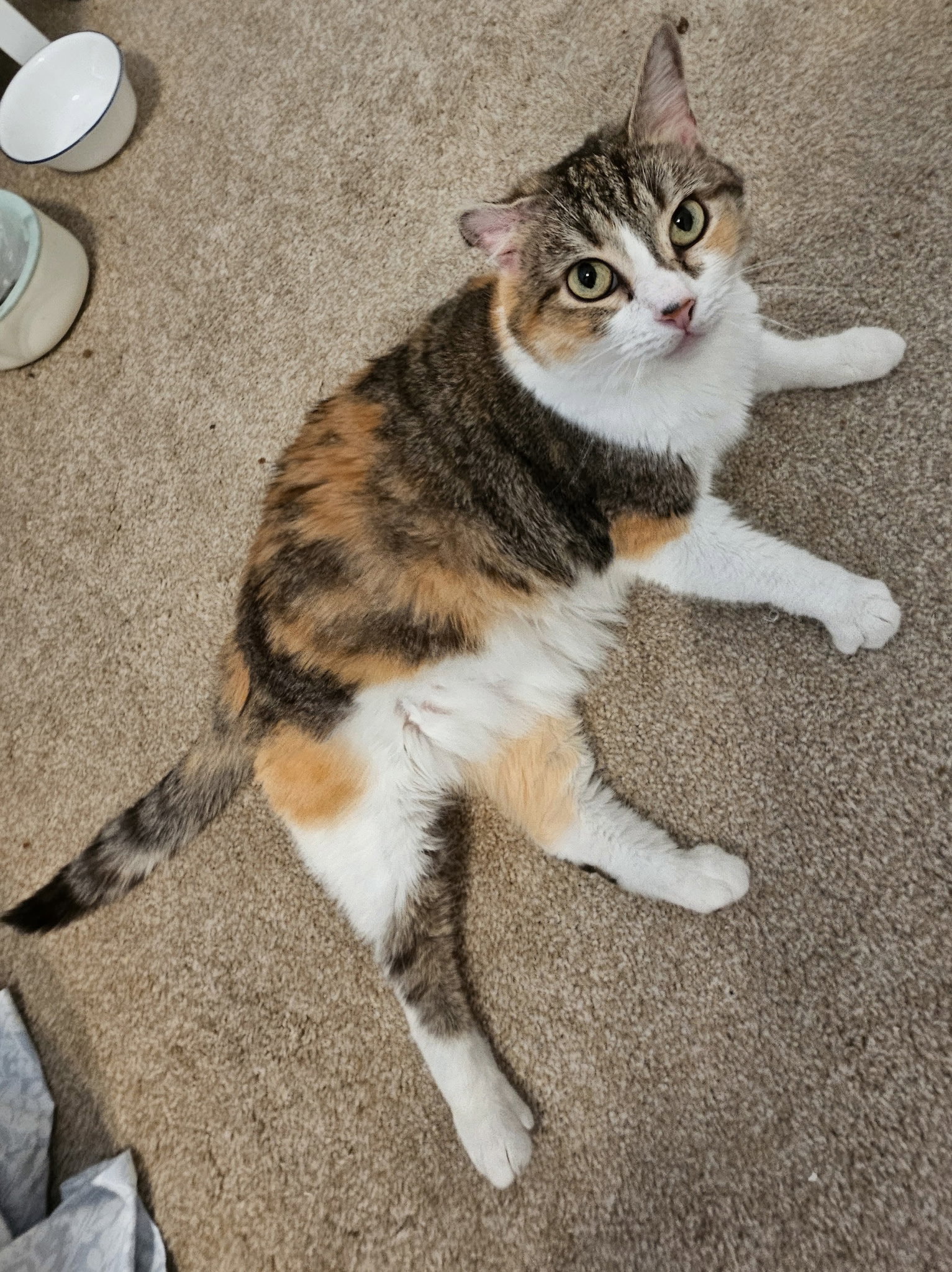 Callie