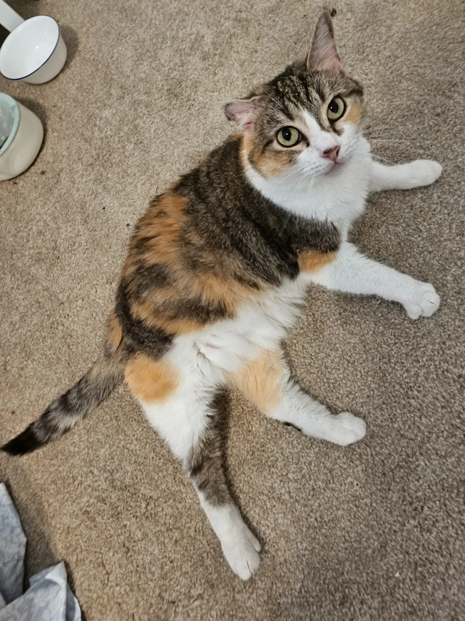 Callie - Domestic Medium Hair
