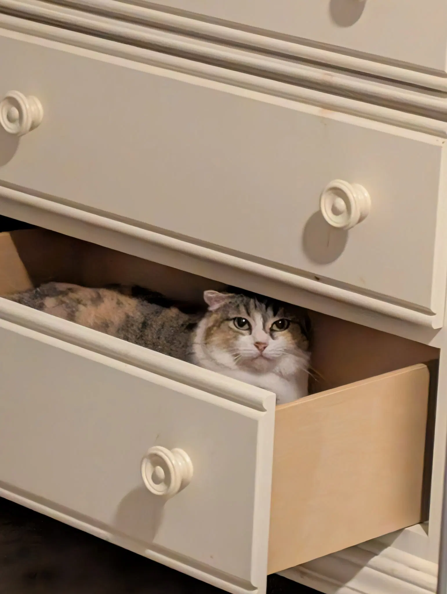Callie image 2