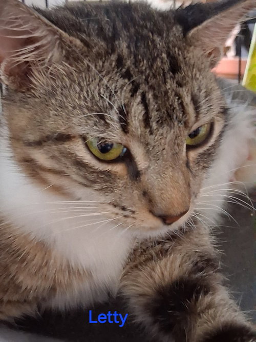 Letty, a cat for adoption from C.A.T.S.-C.A.N., Inc.