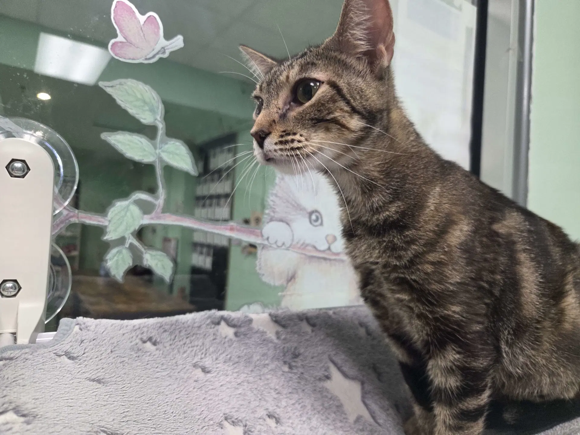 Jasmine - Domestic Short Hair